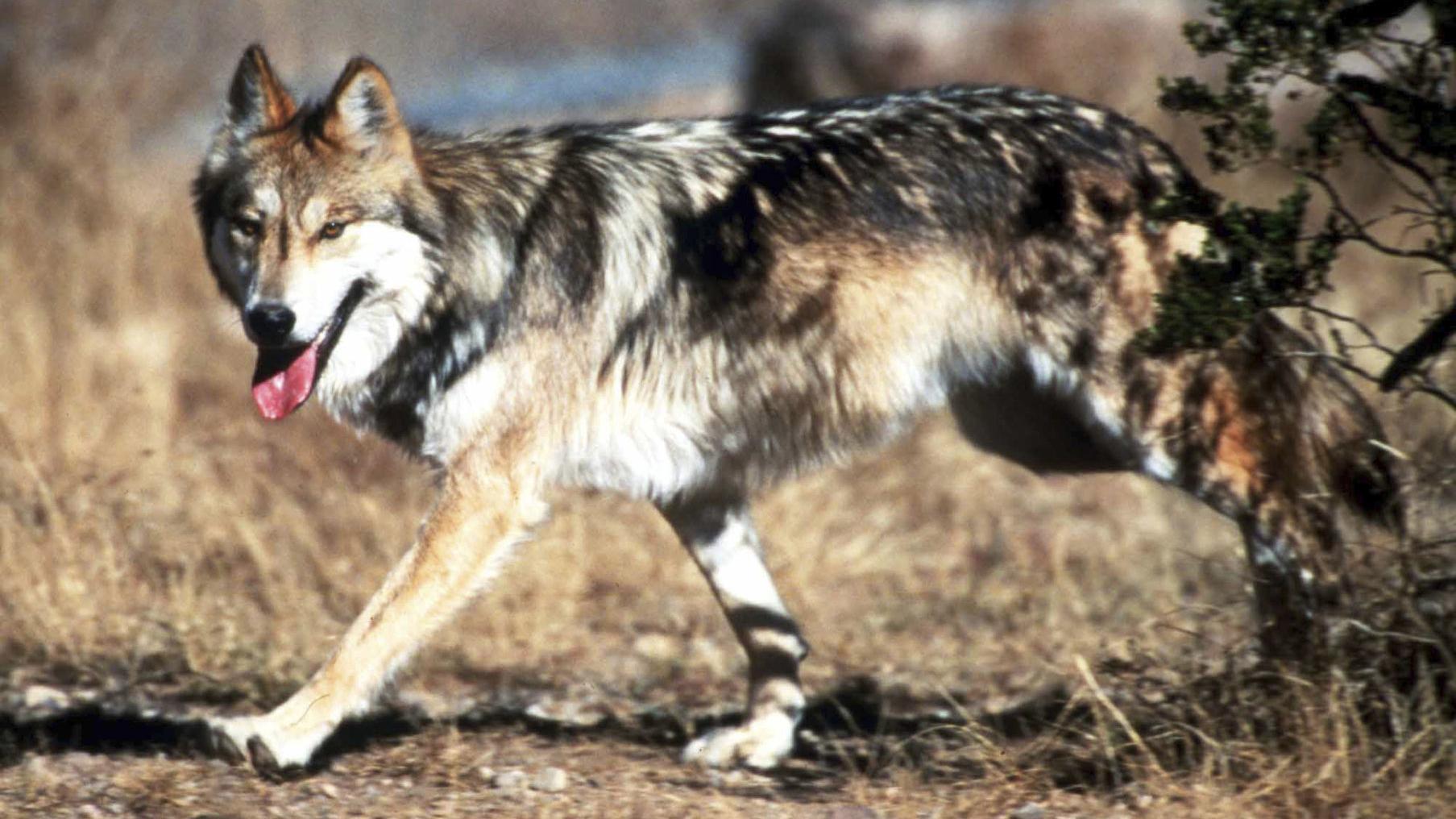 Advocates question investigations used to target 'problem' wolves